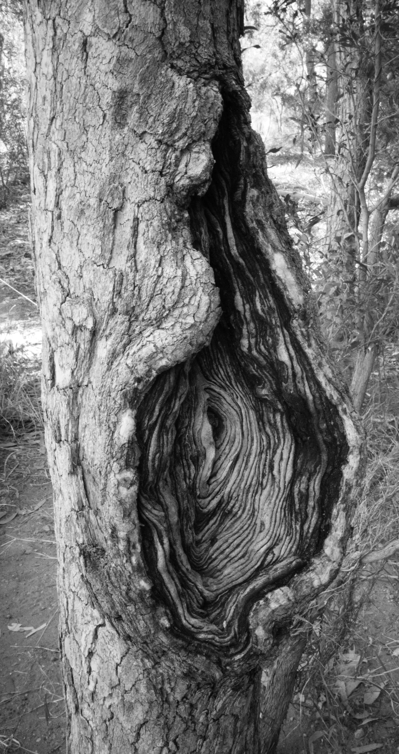 Black-and-white close-up of a tree trunk with a long vertical wound, exposing rippled concentric layers of bare wood.
